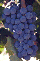 Tempranillo